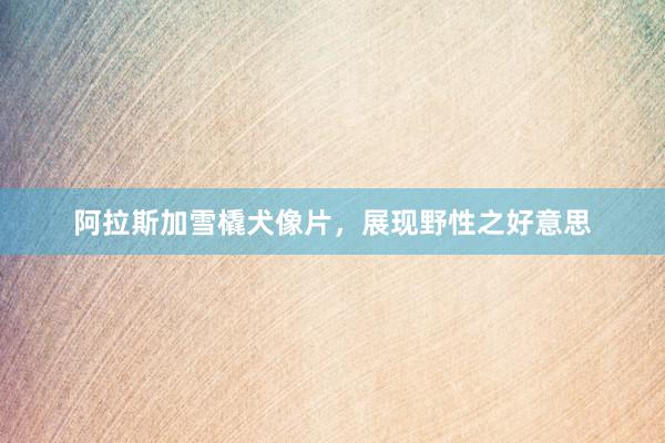 阿拉斯加雪橇犬像片,展现野性之好意思