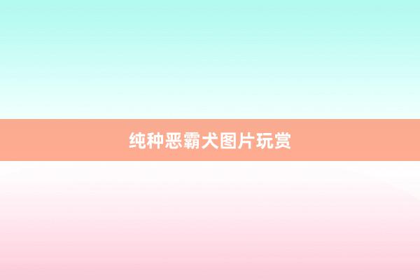 纯种恶霸犬图片玩赏